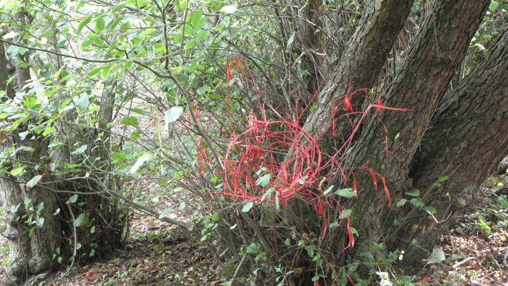 Eclosion